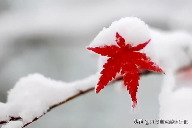 大雪到了，寒冬开始了。推荐济南两小时生活圈冬天必去打卡地