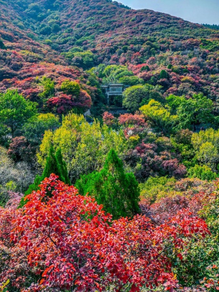 赏秋叶登秋山贴秋膘…秋天在济南最治愈的10件事你都打卡了吗